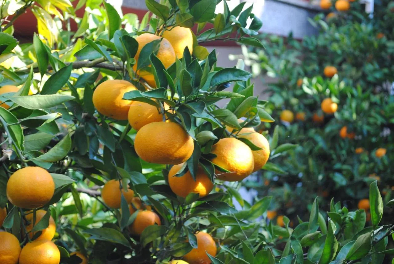 Zrele mandarine na drevesu na vrtu